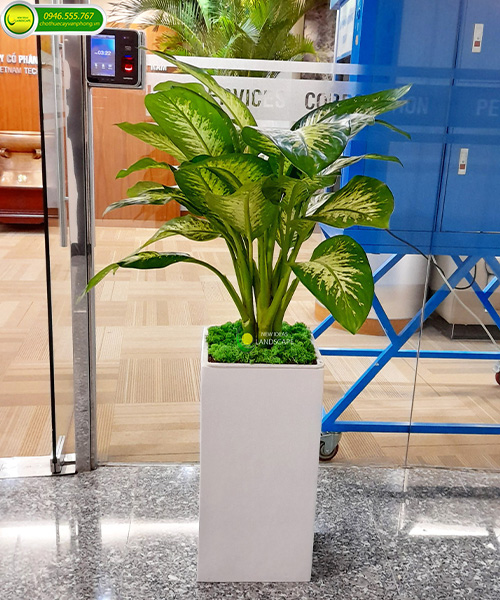 cây vạn niên thanh